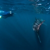 ニンガルーリーフでジンベエザメと遊泳 © Tourism Western Australia