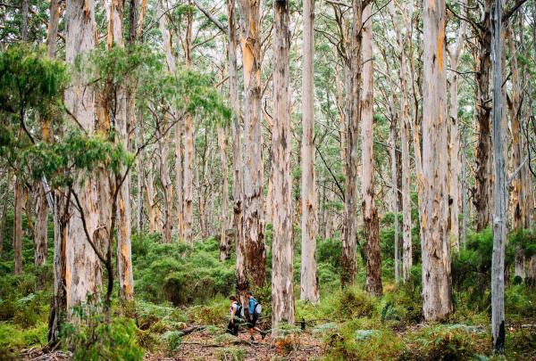 西オーストラリア州、マーガレット・リバー地域、ボラナップ・フォレスト © Elements Margaret River