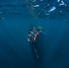 ニンガルーリーフでジンベエザメと遊泳 © Tourism Western Australia