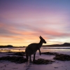 西オーストラリア州、ケープ・ル・グラン国立公園、ラッキー・ベイ、カンガルー © Tourism Western Australia