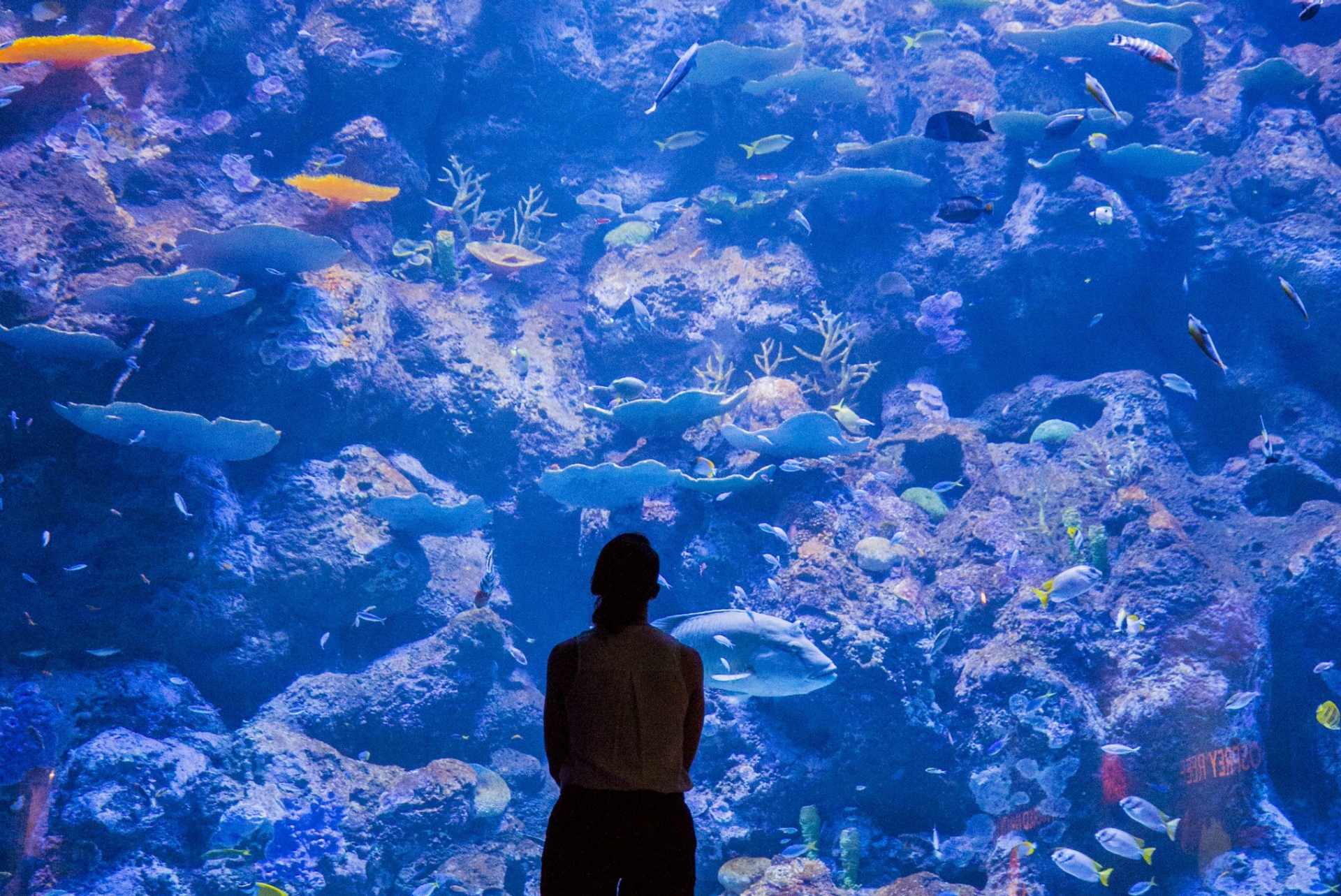 クイーンズランド州、ケアンズ水族館 © Cairns Aquarium