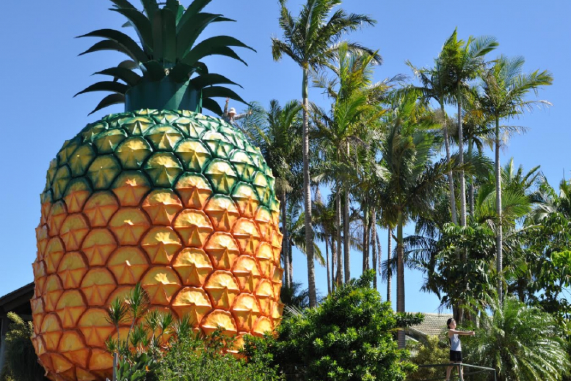 クイーンズランド州、サンシャイン・コースト、ウーンバイ、ビッグ・パイナップル © Visit Sunshine Coast