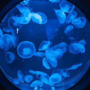 Cairns Aquarium, Cairns City, QLD © Tourism Australia