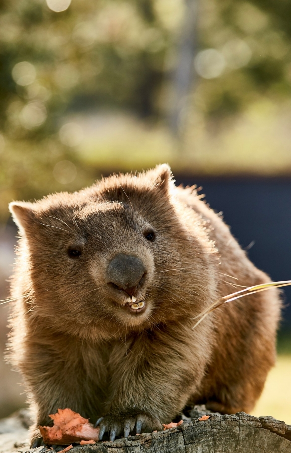 Wombat, Symbio Wildlife Park, Helensburgh, NSW © Destination NSW