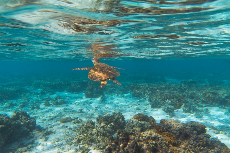 Sea turtle, Lady Elliot Island, Great Barrier Reef, QLD © Tourism & Events Queensland Sea turtle, Lady Elliot Island, Great Barrier Reef, QLD © Tourism & Events Queensland
