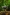 Cassowary in Daintree Rainforest, Queensland © Tourism and Events Queensland