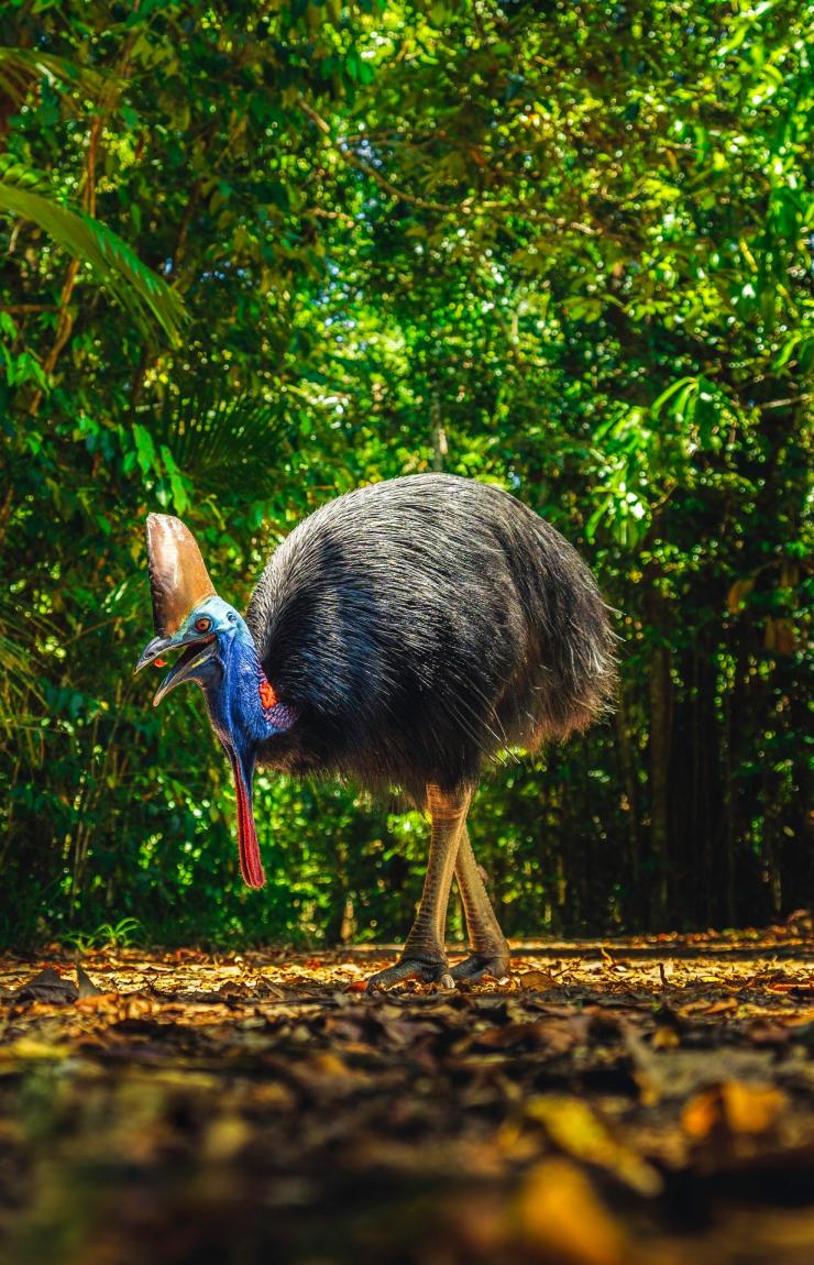 Cassowary in Daintree Rainforest, Queensland © Tourism and Events Queensland