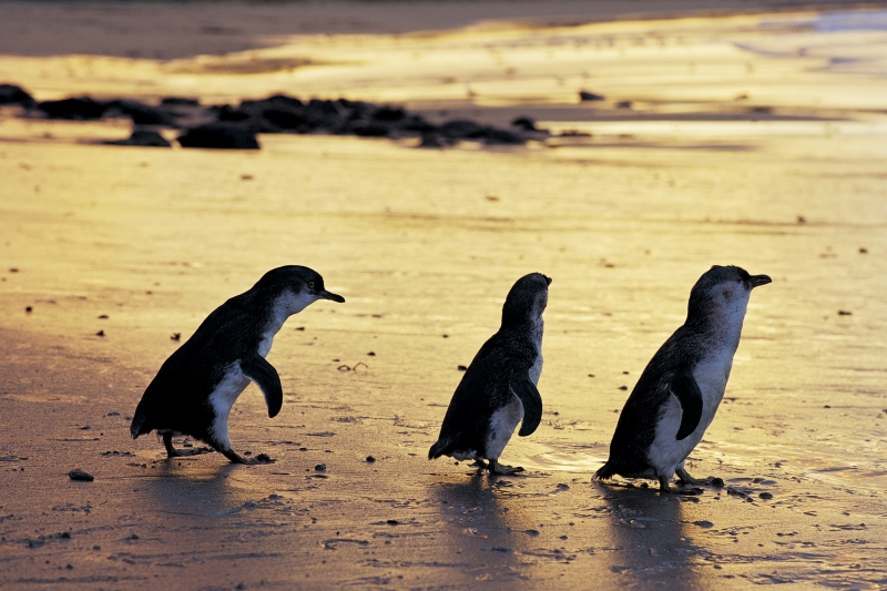 Little penguins, Phillip Island Nature Park, VIC © Phillip Island Nature Park Little penguins, Phillip Island Nature Park, VIC © Phillip Island Nature Park