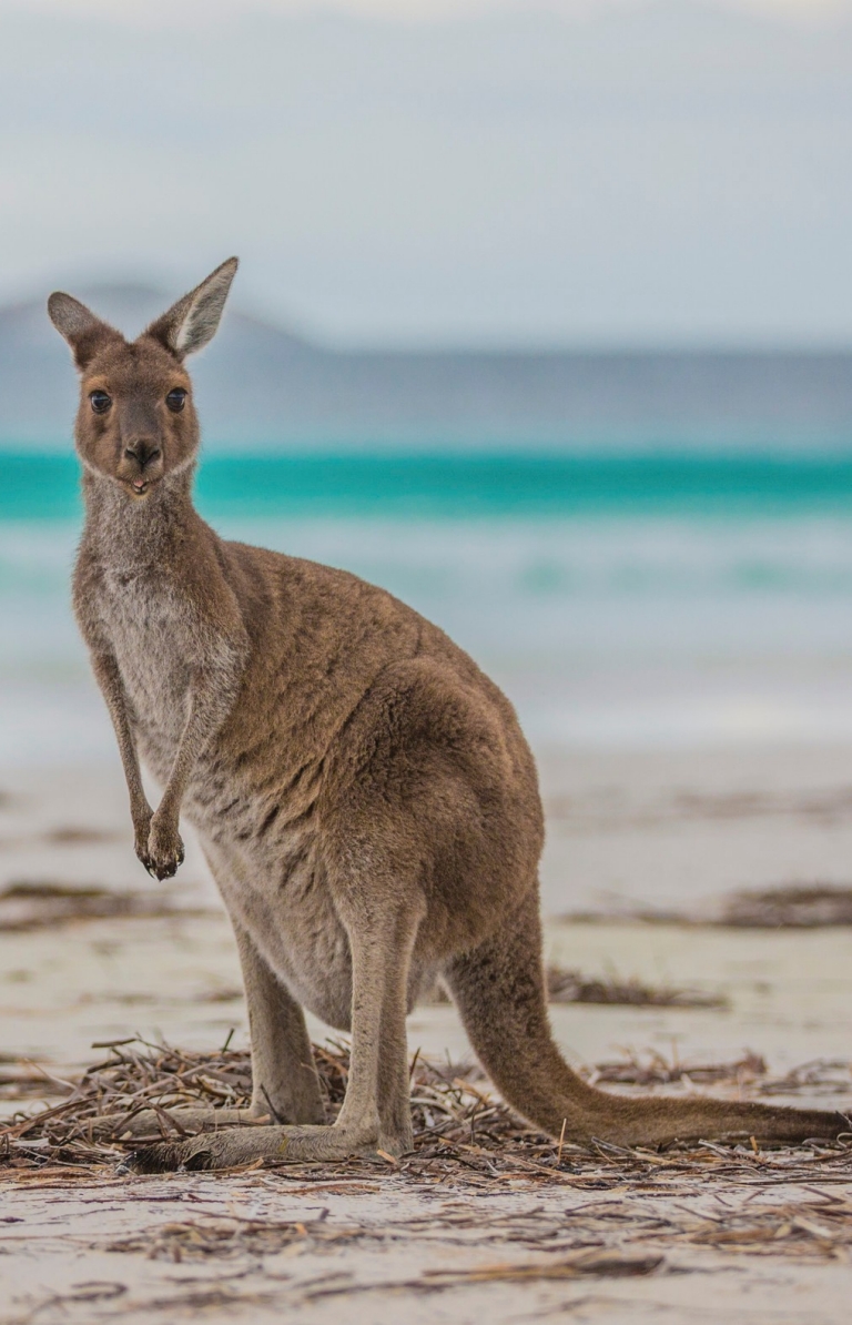 Lucky Bay, Vườn quốc gia Cape Le Grand, WA © Greg Snell, Du lịch Tây Úc Lucky Bay, Vườn quốc gia Cape Le Grand, WA © Greg Snell, Du lịch Tây Úc