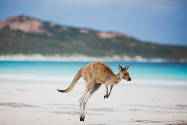 Kangaroo, Lucky Bay, Esperance, Tây Úc © Hẻo lánh vàng của Úc Kangaroo, Lucky Bay, Esperance, Tây Úc © Hẻo lánh vàng của Úc