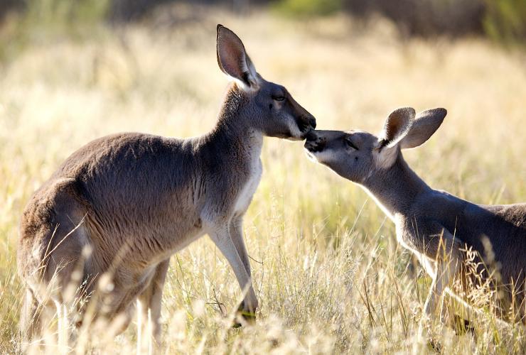 Khu bảo tồn Kangaroo, Alice Springs, NT © Khu bảo tồn Kangaroo
