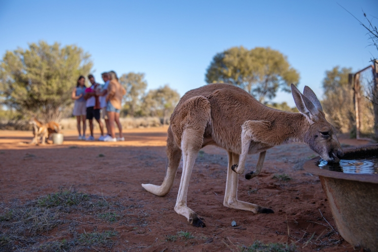Kangaroo Sanctuary, Alice Springs, Du lịch Lãnh thổ © Bắc Úc Kangaroo Sanctuary, Alice Springs, Du lịch Lãnh thổ © Bắc Úc