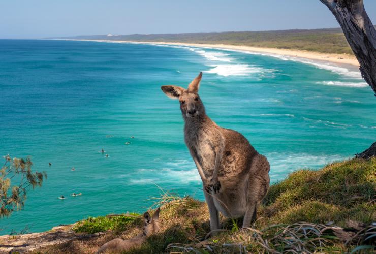 Kangaroo ngồi gần North Gorge Walk trên Đảo North Stradbroke, Queensland © Tourism Australia Kangaroo ngồi gần North Gorge Walk trên Đảo North Stradbroke, Queensland © Tourism Australia