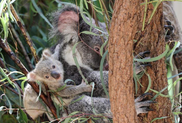 Khu bảo tồn Koala Lone Pine, Brisbane, QLD © Khu bảo tồn Koala Lone Pine Khu bảo tồn Koala Lone Pine, Brisbane, QLD © Khu bảo tồn Koala Lone Pine