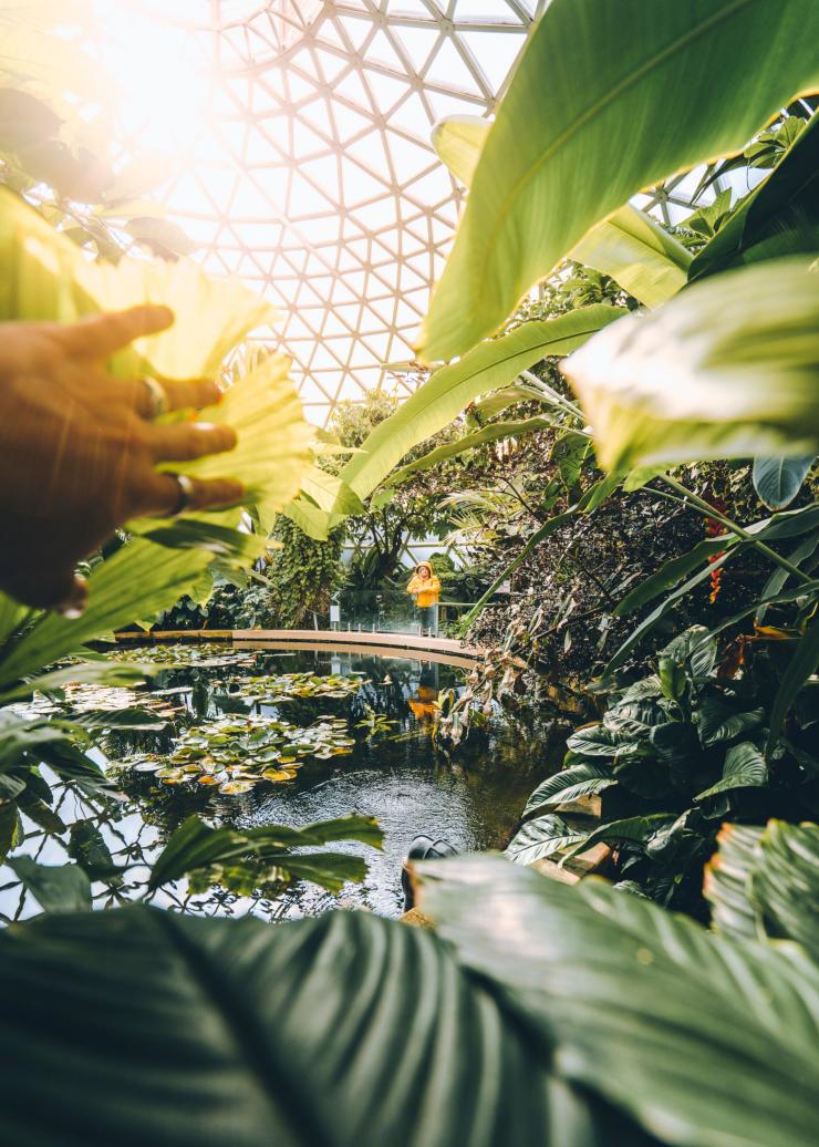Vườn bách thảo Brisbane, Brisbane, Du lịch và Sự kiện QLD © Queensland Vườn bách thảo Brisbane, Brisbane, Du lịch và Sự kiện QLD © Queensland
