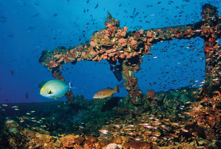 SS Yongala, Townsville, QLD © Du lịch và Sự kiện Queensland