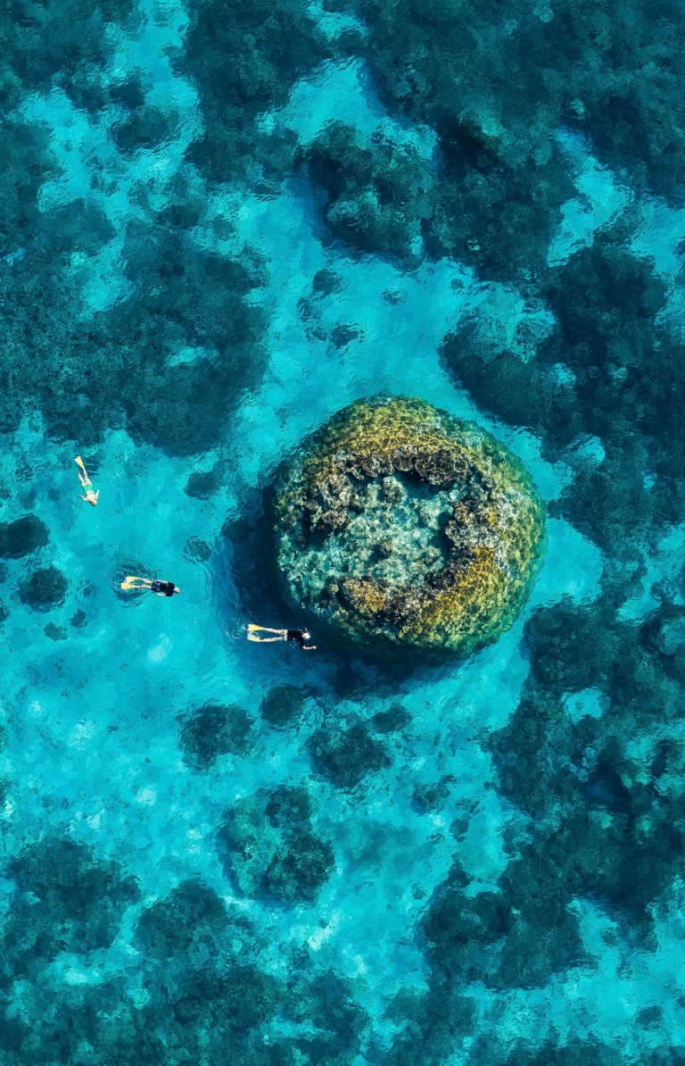 Lặn với ống thở, Rạn san hô Great Barrier, Đảo Wilson, Du lịch Queensland © và Sự kiện Queensland