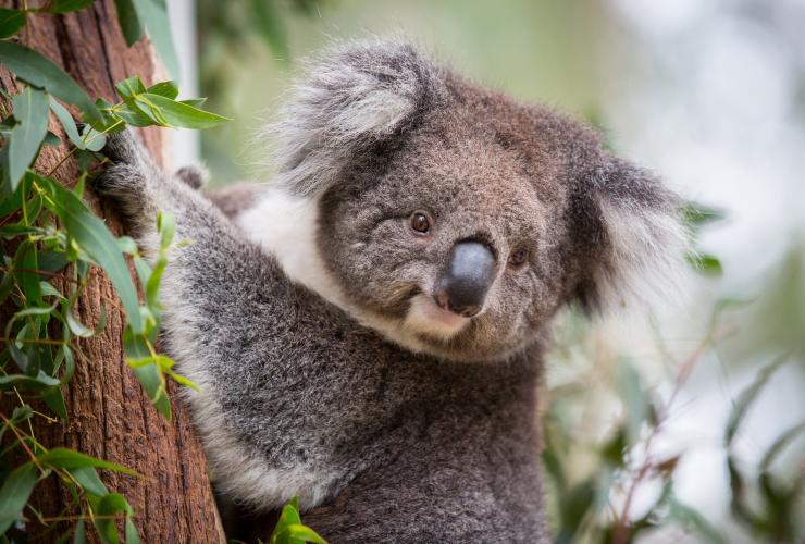 Gấu túi, Khu bảo tồn thiên nhiên Tidbinbilla, Canberra, ACT © VisitCanberra Gấu túi, Khu bảo tồn thiên nhiên Tidbinbilla, Canberra, ACT © VisitCanberra