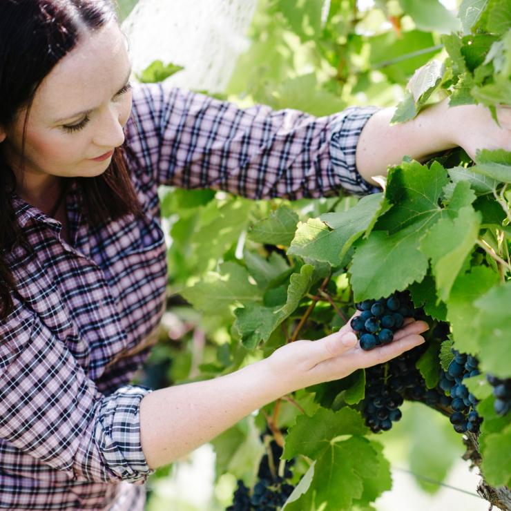Stephanie kiểm tra nho tại The Vintner's Daughter, Murrumbateman, New South Wales © Stephanie Helm Stephanie kiểm tra nho tại The Vintner's Daughter, Murrumbateman, New South Wales © Stephanie Helm