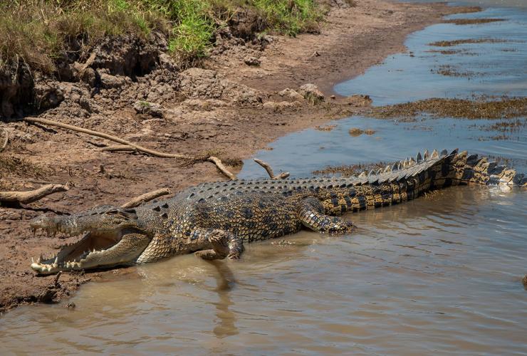 Cá sấu, Corroboree Du thuyền vùng đất ngập nước Billabong, Marrakai, Lãnh thổ © phía Bắc Edwin Lais Cá sấu, Corroboree Du thuyền vùng đất ngập nước Billabong, Marrakai, Lãnh thổ © phía Bắc Edwin Lais