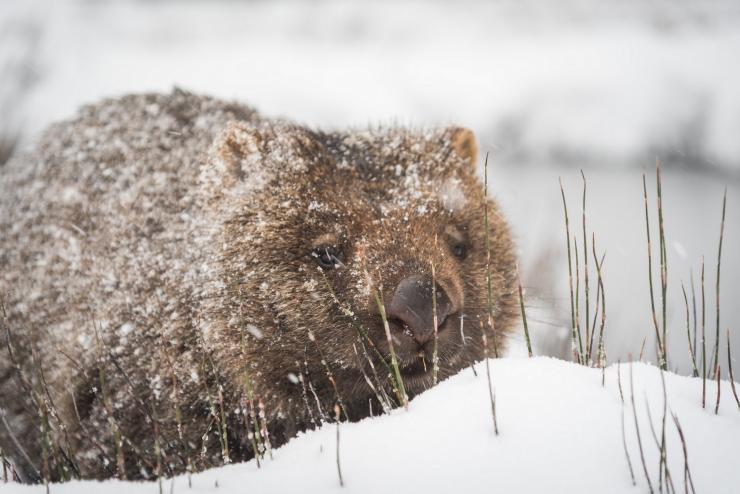 Wombat trong tuyết, Núi Cradle, Tasmania © Paul Fleming Wombat trong tuyết, Núi Cradle, Tasmania © Paul Fleming