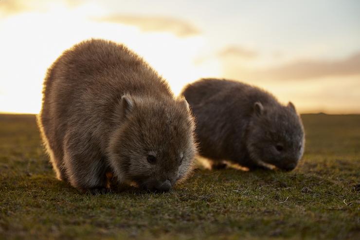 Wombats, Đảo Maria, Du lịch Tasmania © Wombats, Đảo Maria, Du lịch Tasmania ©