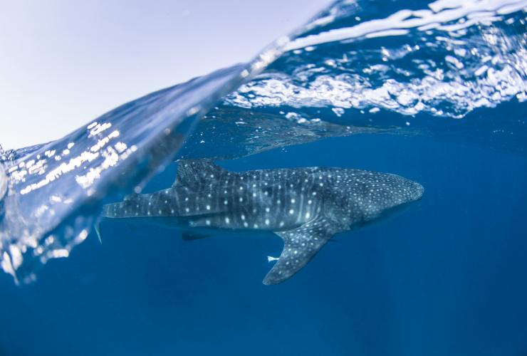 Cá mập voi, Rạn san hô Ningaloo, Bờ biển San hô, WA © Sean Scott Cá mập voi, Rạn san hô Ningaloo, Bờ biển San hô, WA © Sean Scott