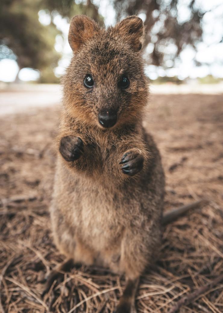 Quokka, Đảo Rottnest, WA © James Vodicka Quokka, Đảo Rottnest, WA © James Vodicka