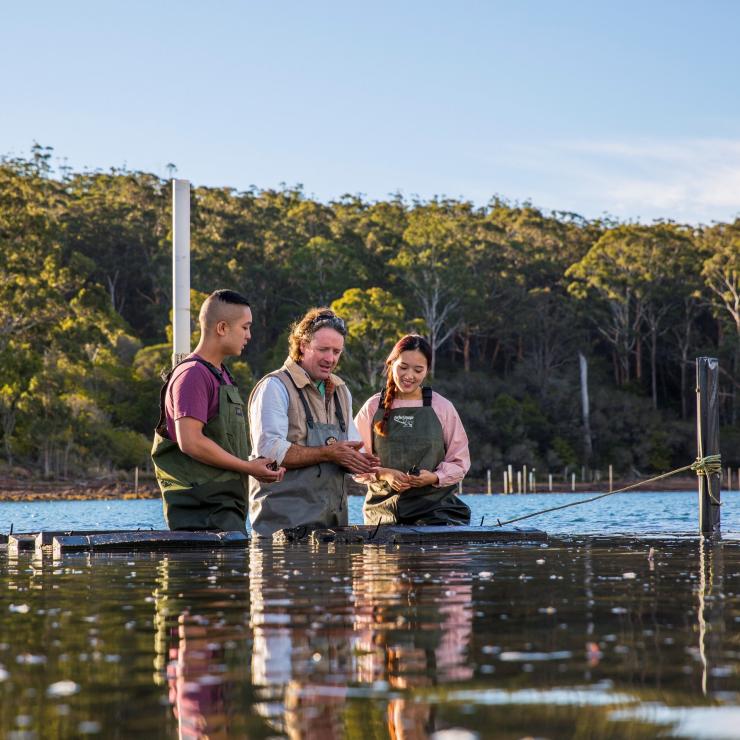 Tour Magical Oyster Tour của Captain Sponge, Sông Pambula, Điểm đến New South Wales © NSW Tour Magical Oyster Tour của Captain Sponge, Sông Pambula, Điểm đến New South Wales © NSW