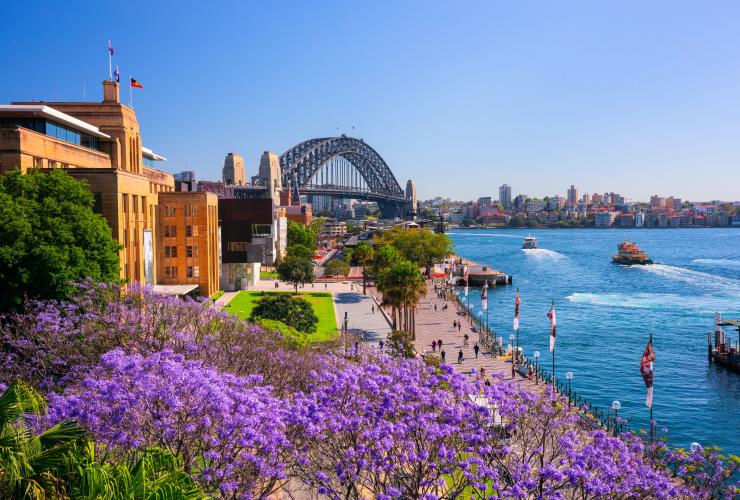Cây Jacaranda nở rộ ở Công viên First Fleet, The Rocks ở Sydney © Destination NSW Cây Jacaranda nở rộ ở Công viên First Fleet, The Rocks ở Sydney © Destination NSW