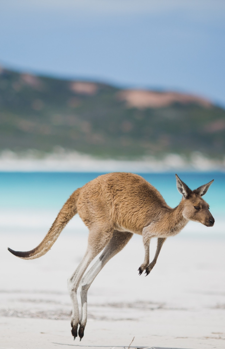 Kangaroo, Vịnh may mắn, Esperance, WA © Hẻo lánh vàng của Úc