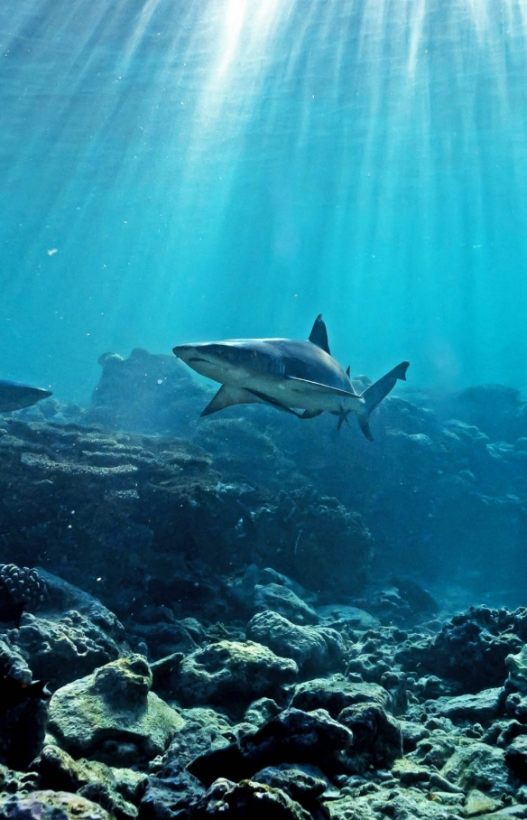 鯊魚在昆士蘭州伊利特女士島附近珊瑚礁上游泳©James Vodicka