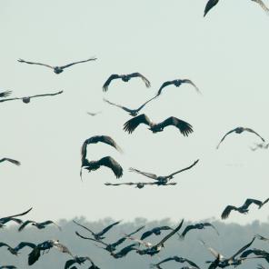 Magpie Geese at Bamurru Plains, Point Stuart, NT © Peter Eve 2006