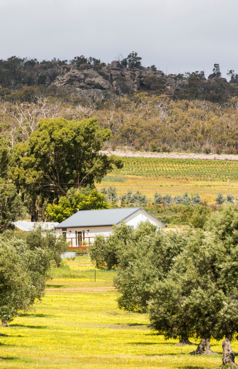  維多利亞州格蘭坪國家公園的格蘭坪山橄欖油公司（Grampians Olive Co）©Rob Blackburn Photography