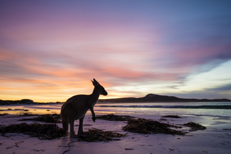 西澳(WA)勒格蘭德角國家公園(Cape Le Grand National Park)幸運灣(Lucky Bay)袋鼠(Kangaroo)©西澳旅遊局 西澳(WA)勒格蘭德角國家公園(Cape Le Grand National Park)幸運灣(Lucky Bay)袋鼠(Kangaroo)©西澳旅遊局