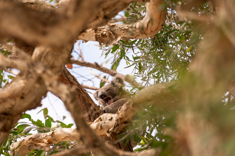 新南威爾士州泰尼巴灣（Tanilba Bay）的提力加力國家保育區（Tilligerry Habitat Reserve）©Rob Mulally