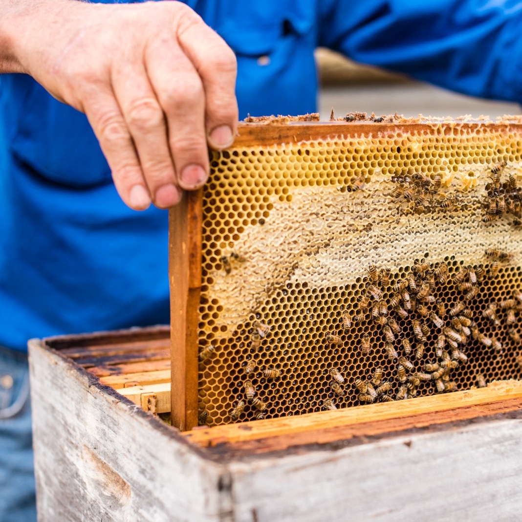  南澳州袋鼠島的蜂窩島（Island Beehive）©Meaghan Coles