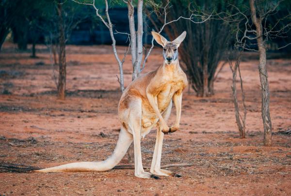 北領地愛麗斯泉的愛麗斯泉袋鼠保育中心（Alice Springs Kangaroo Sanctuary）內的袋鼠©Jewels Lynch/北領地旅遊局