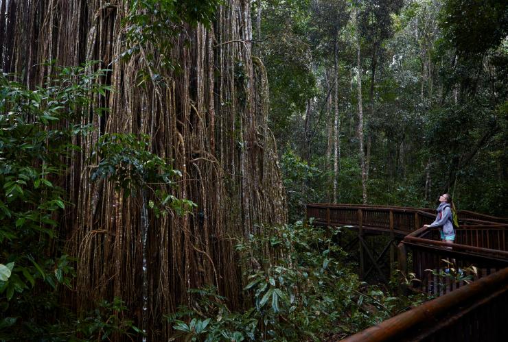 昆士蘭州阿瑟頓高地（Atherton Tablelands）窗簾樹（Curtain Fig Tree）©澳洲旅遊局