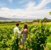 情侶位於荷伯特附近的卡爾河葡萄園（Coal River Vineyard）©Alastair Bett