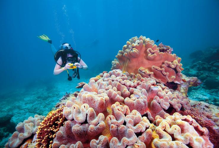 在昆士蘭南大堡礁翡翠礁潟湖水肺潛水©昆士蘭旅遊及活動推廣局 在昆士蘭南大堡礁翡翠礁潟湖水肺潛水©昆士蘭旅遊及活動推廣局