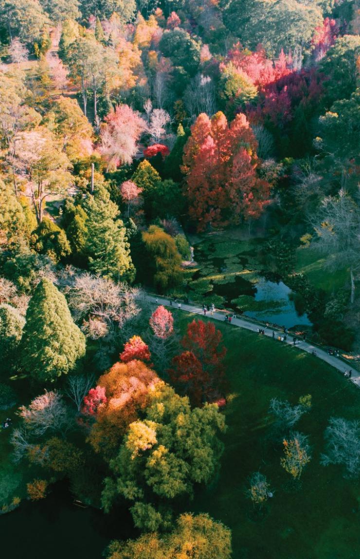 南澳州阿德萊德山(Adelaide Hills)洛菲提山植物園(Mount Lofty Botanic Gardens)©Sam Williams 南澳州阿德萊德山(Adelaide Hills)洛菲提山植物園(Mount Lofty Botanic Gardens)©Sam Williams