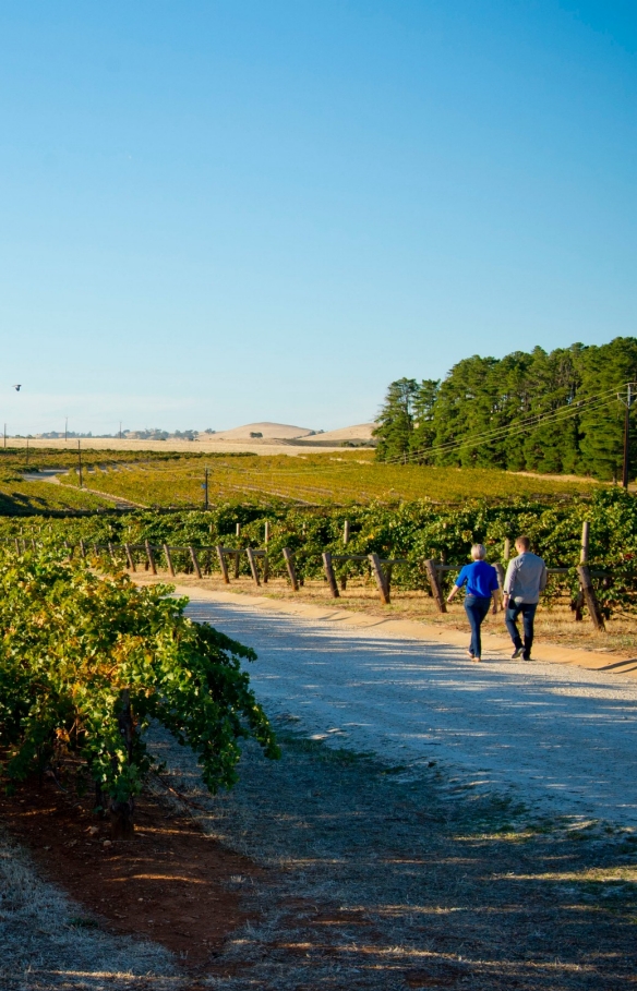 南澳（South Australia）克萊爾谷（Clare Valley）的七山丘酒窖（Sevenhill Cellars）©南澳旅遊局Adam Bruzzone