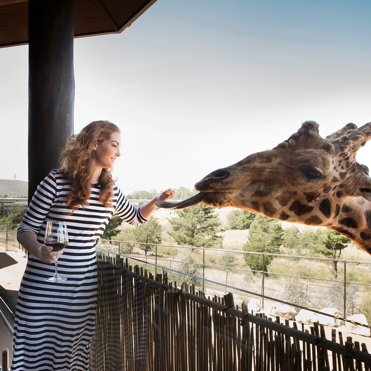 澳洲首都領地坎培拉的Jamala Wildlife Lodge©坎培拉旅遊局