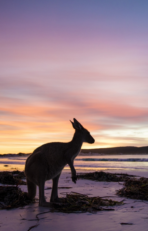 西澳（WA）勒格蘭德角國家公園（Cape Le Grand National Park）幸運灣（Lucky Bay）袋鼠（Kangaroo）©西澳旅遊局