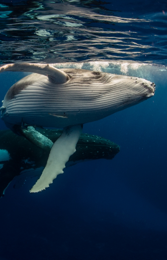 新南威爾士州杰維斯海灣（Jervis Bay）Dive Jervis Bay的座頭鯨©Dive Jervis Bay