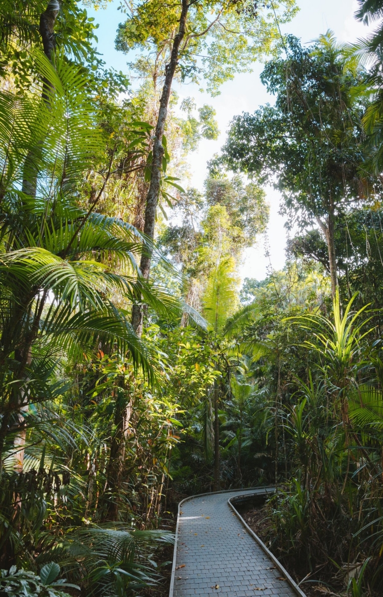 Cape Tribulation, Tropical North Queensland, QLD © Tourism Australia