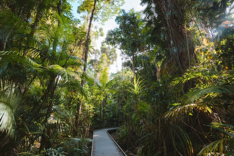  Cape Tribulation, Tropical North Queensland, QLD © Tourism Australia