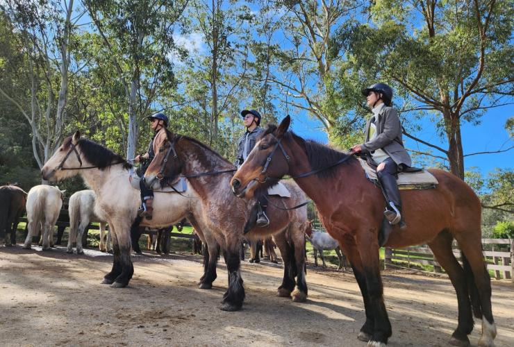 Horse riding, Glenworth, NSW © TVB