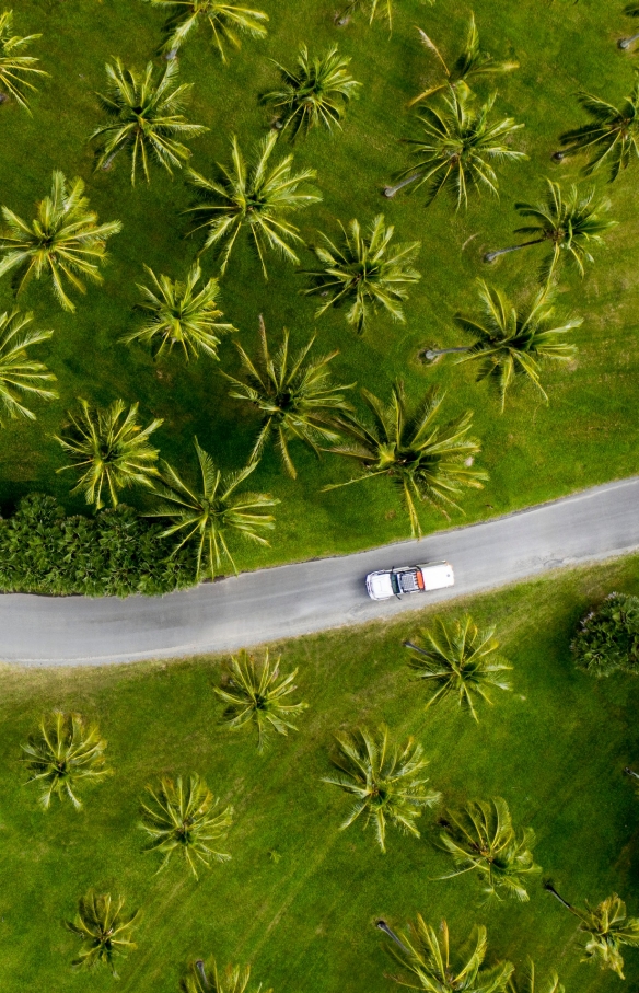 Aerial of car driving through palm trees in Tropical North Queensland © Tourism and Events Queensland / Sean Scott.